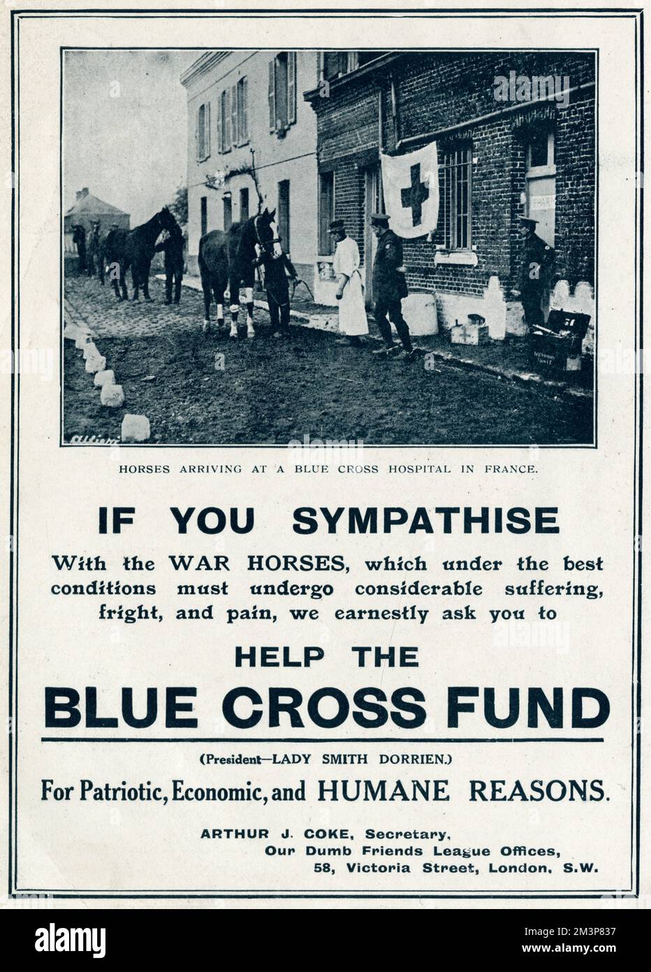 'If you sympathise with the War Horses, which under the best conditions must undergo considerable suffering fright, and pain, we earnestly ask you to help'.       Date: 1915 Stock Photo
