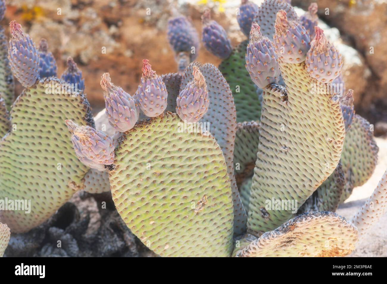 Flower buds on the beaver tail (Opuntia basilaris) prickly pear cactus in the arid desert landscape of Joshua Tree National Park in California. Stock Photo