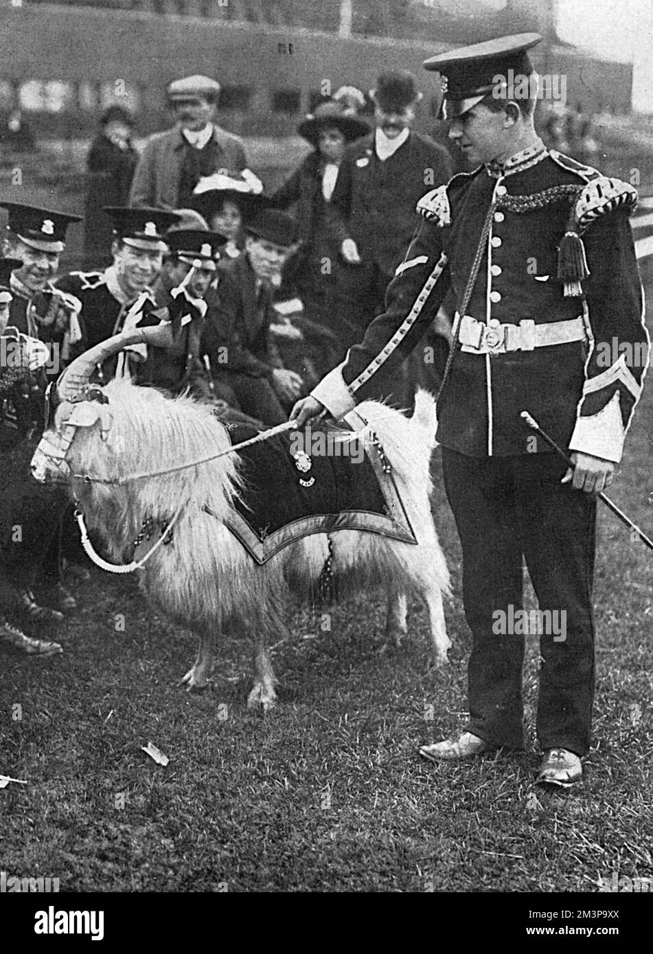 The billy goat, the pet mascot of the Welsh Regiment pictured at a football match in September 1914.  He is wearing a tunic bearing one of the emblems of the regiment, the Prince of Wales plumes.       Date: 1914 Stock Photo