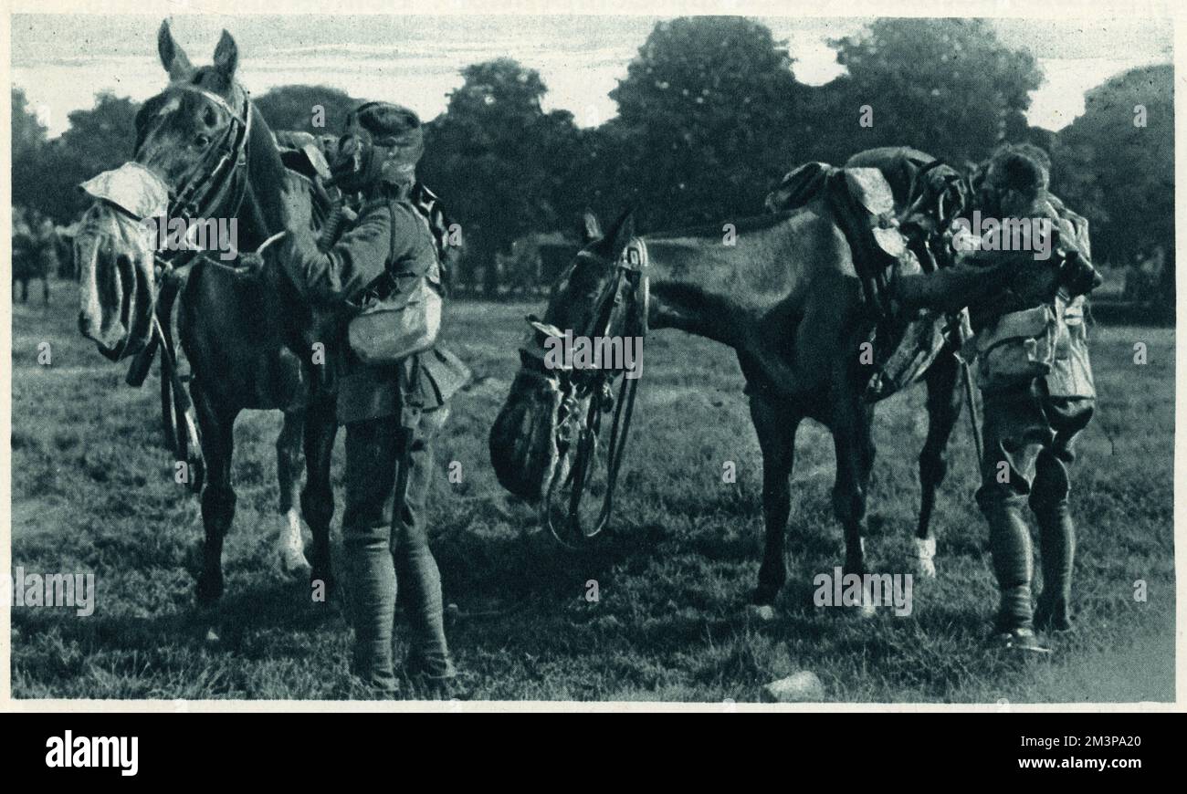 Gas masks world war one animals hi-res stock photography and images - Alamy