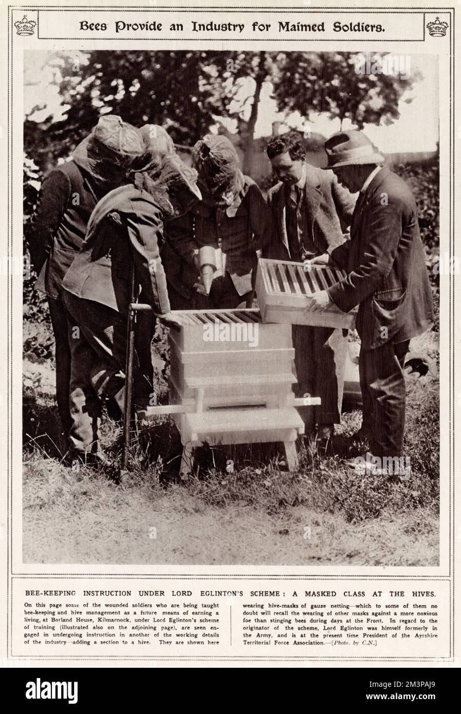 Page from the Illustrated War News, illustrating how bee keeping was a suitable new means of livelihood for disabled and maimed soldiers of the First World War.  The scheme was instigated by Lord Eglington who set up a training school at Borland House, Kilmarnock.  The picture shows men learning how to add a new section to a hive while wearing protective masks of gauze netting.    1916 Stock Photo