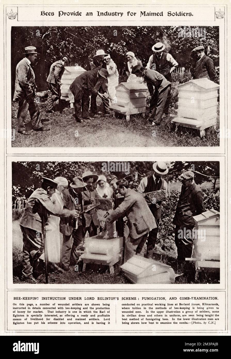 Page from the Illustrated War News, illustrating how bee keeping was a suitable new means of livelihood for disabled and maimed soldiers of the First World War.  The scheme was instigated by Lord Eglington who set up a training school at Borland House, Kilmarnock.  The top photograph shows soldiers in uniform being trained in how to fumigate the bees.  The latter shows men examining the honeycombs.       Date: 1916 Stock Photo