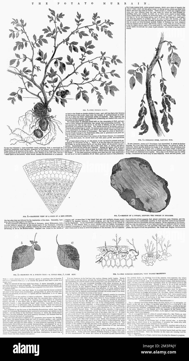 Article in the Illustrated London News, 29th August 1846, on the potato murrain, otherwise known as potato blight, the disease which decimated the potato crop in many countries, but particularly in rural Ireland, leading to the Potato Famine.     Date: 1846 Stock Photo