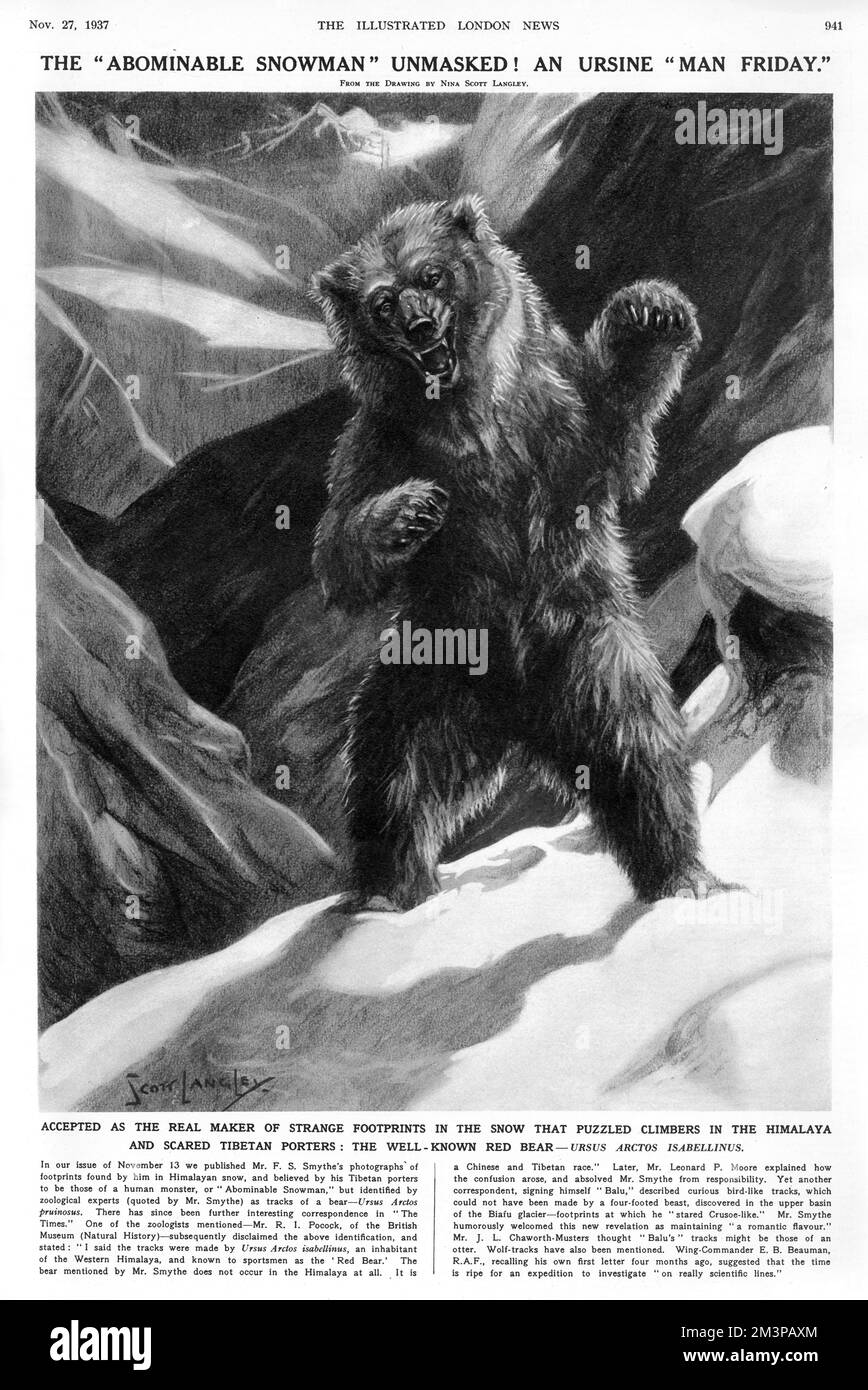 A page from the Illustrated London News in 1937, entitled 'The abominable snowman unmasked', reporting on confirmation that suspected yeti footprints discovered in the Himalayas were in fact those of the red bear(Ursus Arctos Isabellinus).     Date: 1937 Stock Photo