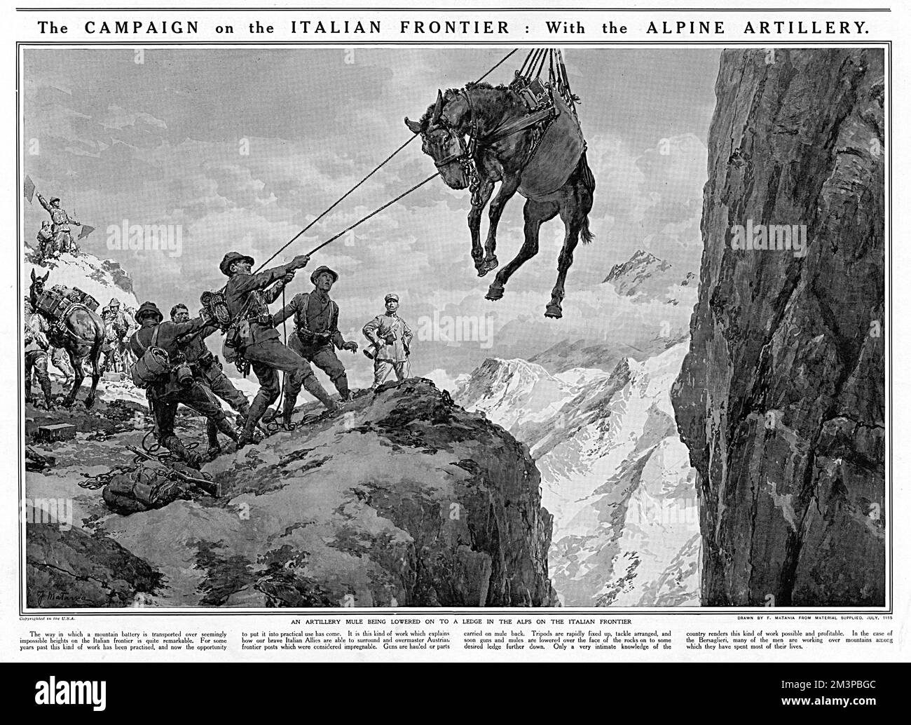 On the Italian frontier, an artillery mule is lowered on to a ledge in the Alps. The mules were used by the Italian Alpine artillery to carry gun parts on their backs across the mountainous terrain.  July 1915 Stock Photo
