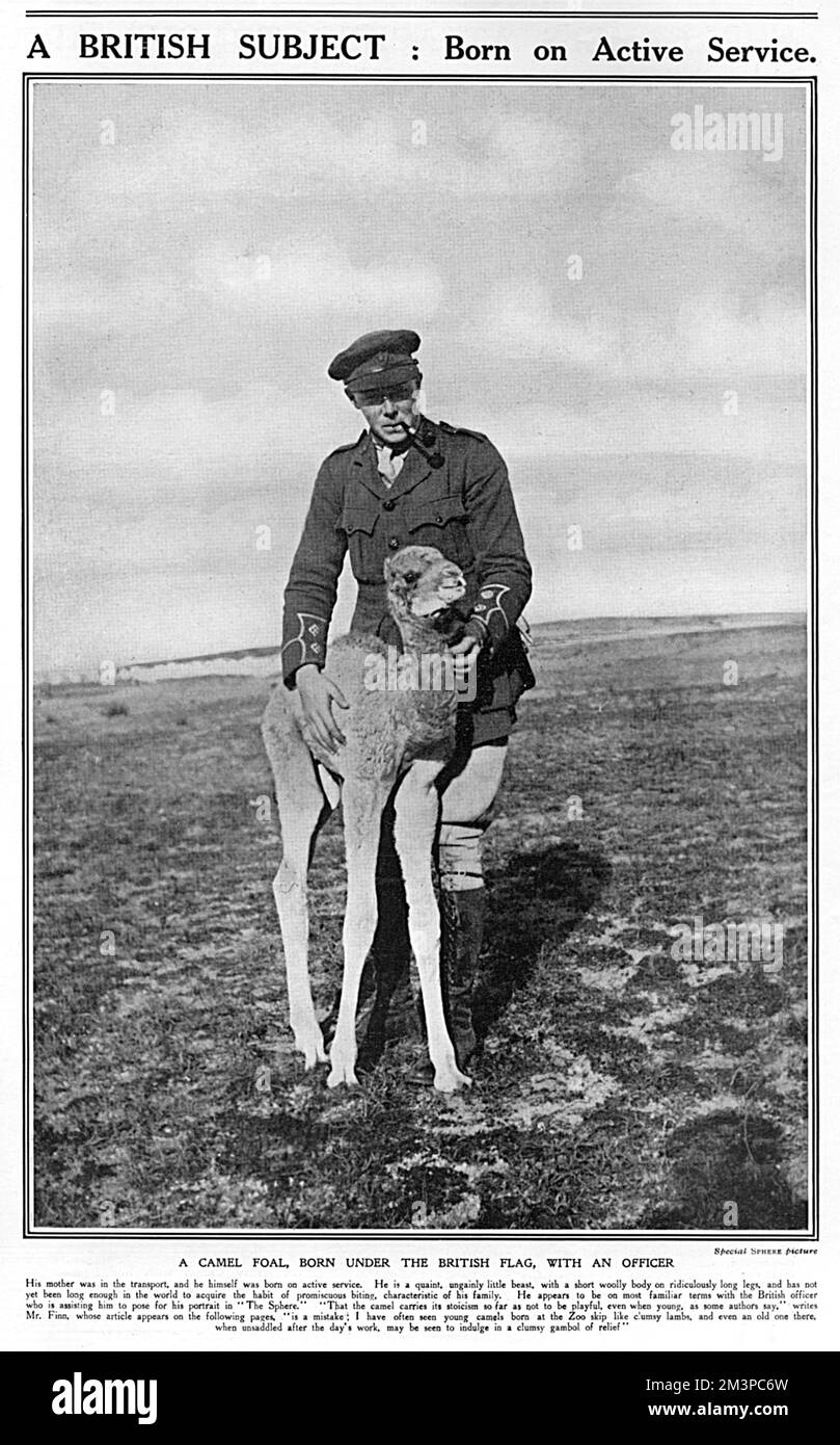 A camel foal, whose mother was used in the British transport section, born on 'active service' and pictured with a British officer during the First World War.       Date: 1918 Stock Photo