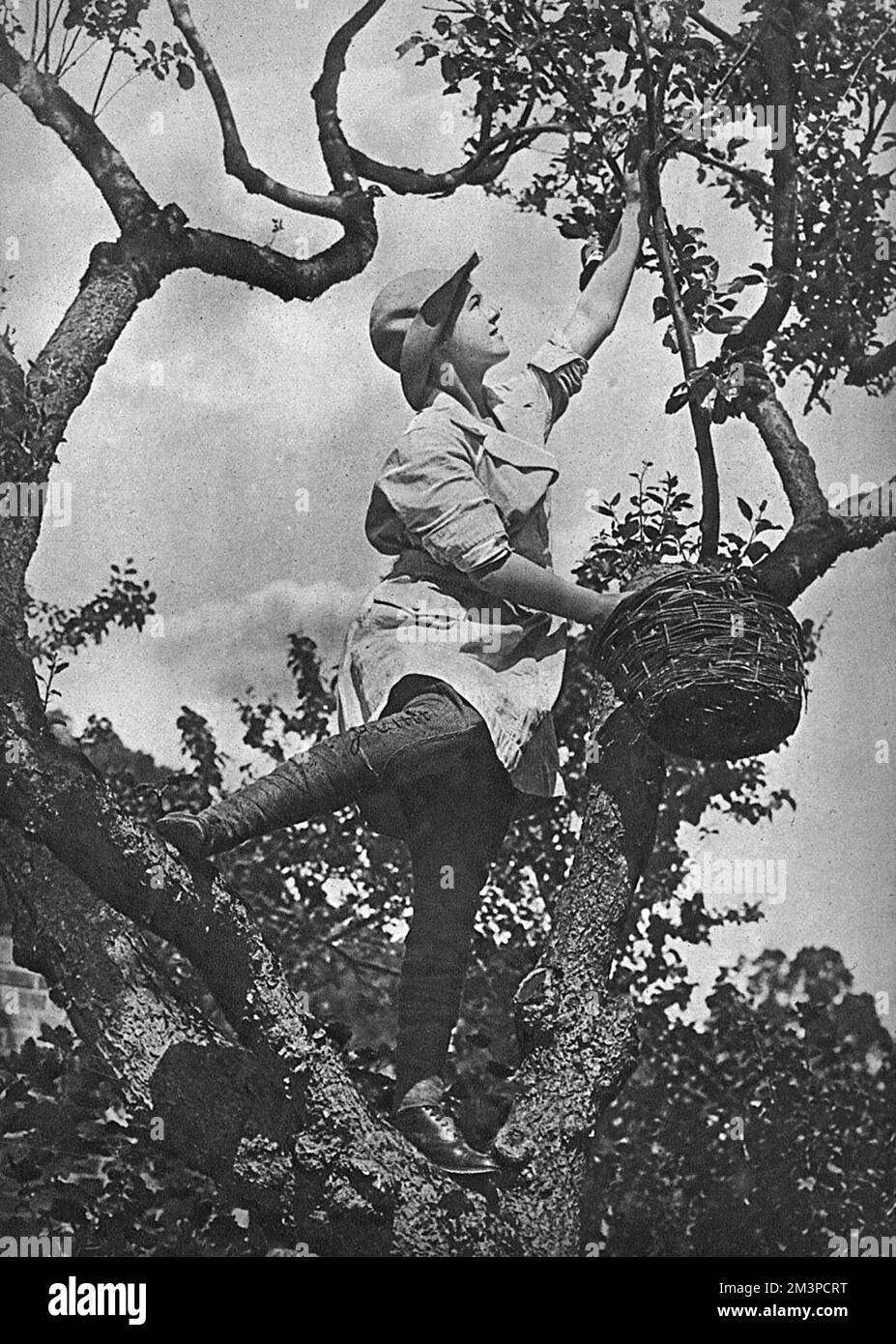 A woman fruit picker wearing breeches, tunic and hat, pictured up a tree reaching up at high branches.     Date: 1919 Stock Photo