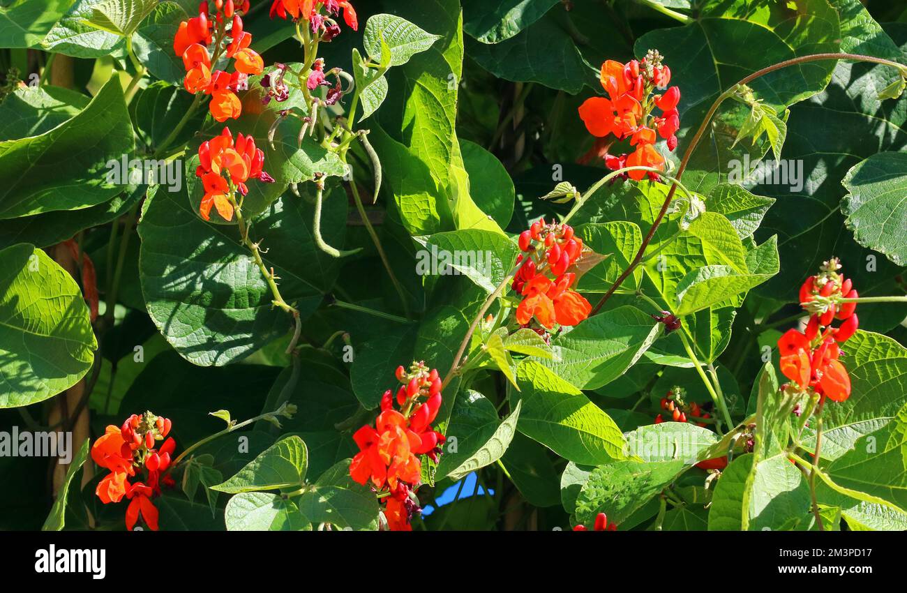 Climbing runner bean plants hi-res stock photography and images - Alamy