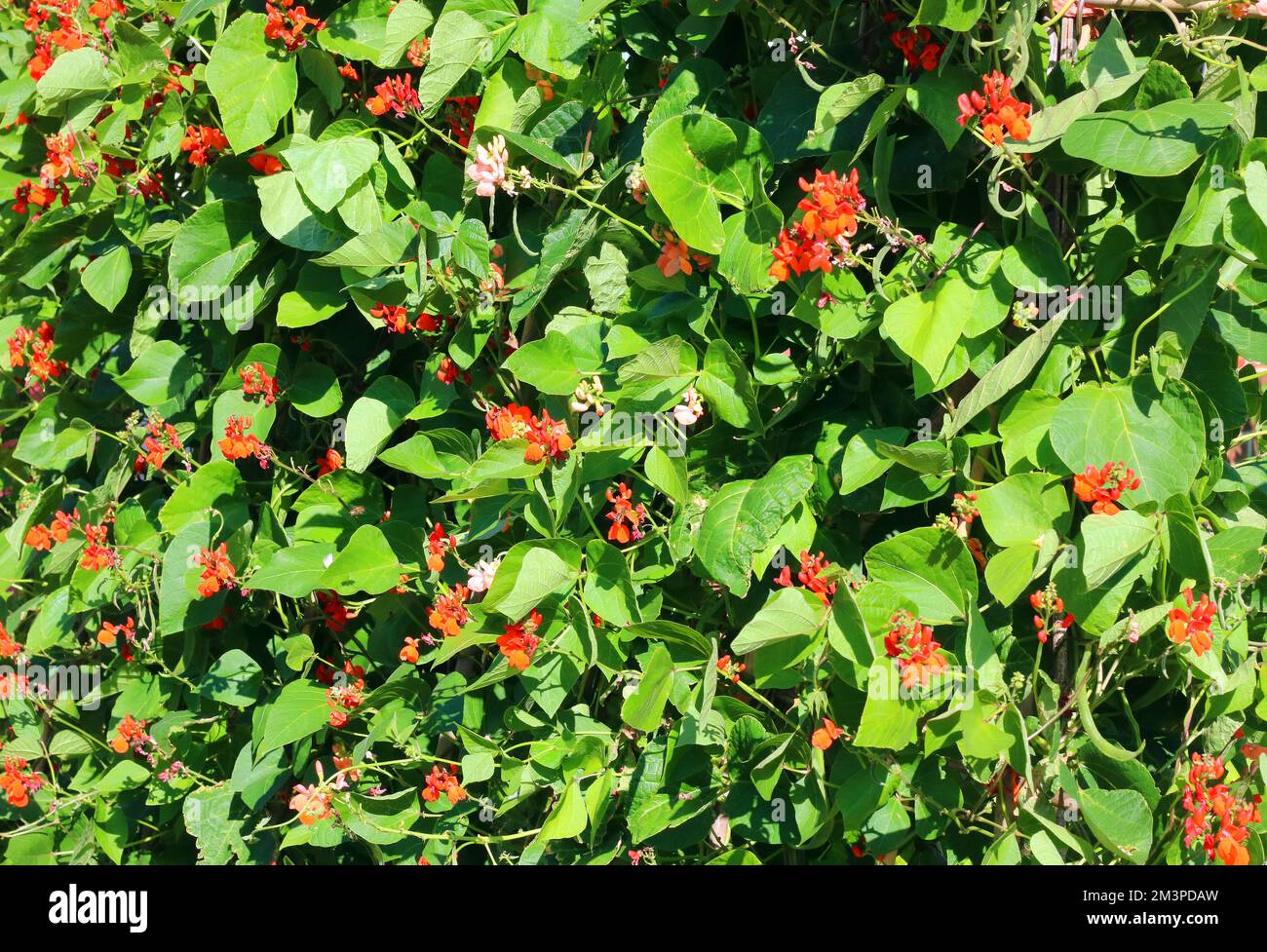 Bean pole hi-res stock photography and images - Alamy