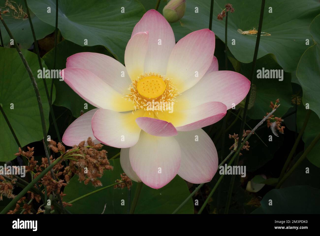 The Royal Botanical Gardens At Melbourne Victoria Australia Stock the-royal-botanical-gardens-at-melbourne-victoria-australia-stock