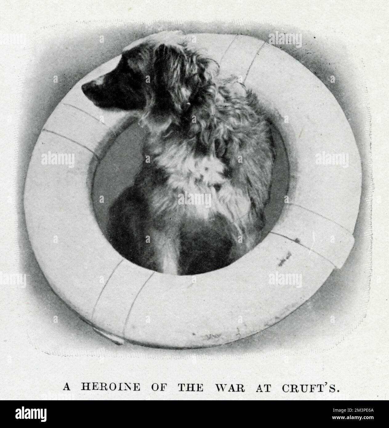 Lassie, the dog who helped to save the life of a seaman of H.M.S. Formidable by licking his face and warming his body until he moved, and by calling attention to him.  This was after the man had been landed at Lyme Regis and was thought to be dead from exposure.       Date: 1915 Stock Photo