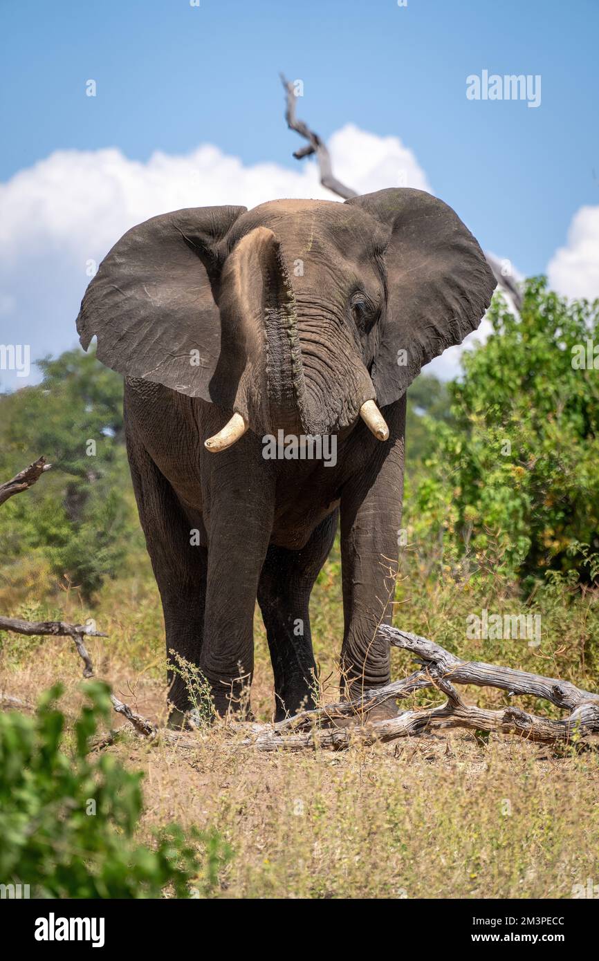 African elephant stands over log blowing dust Stock Photo - Alamy
