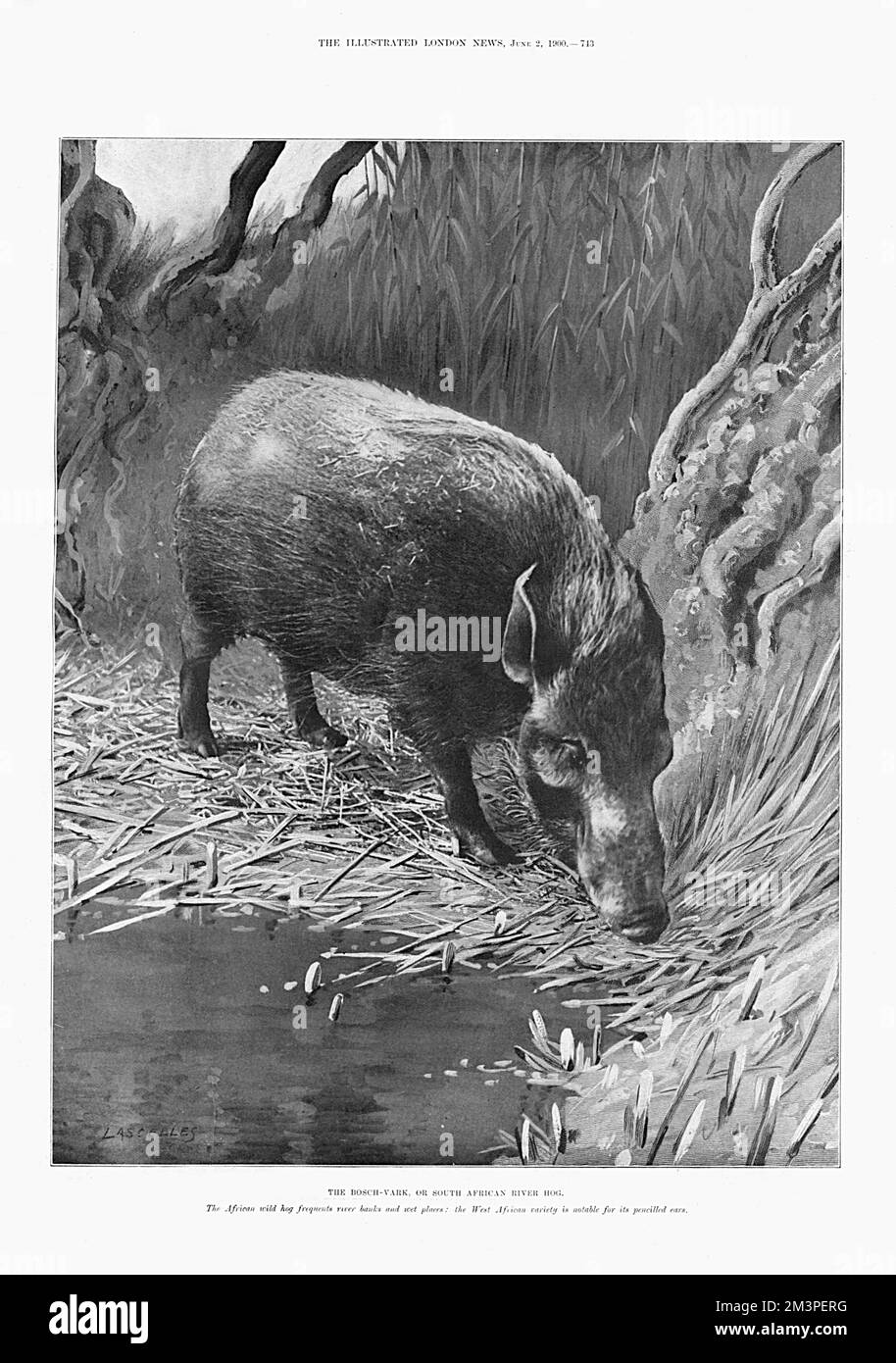 The bosch-vark or South African river hog, 1900. Stock Photo