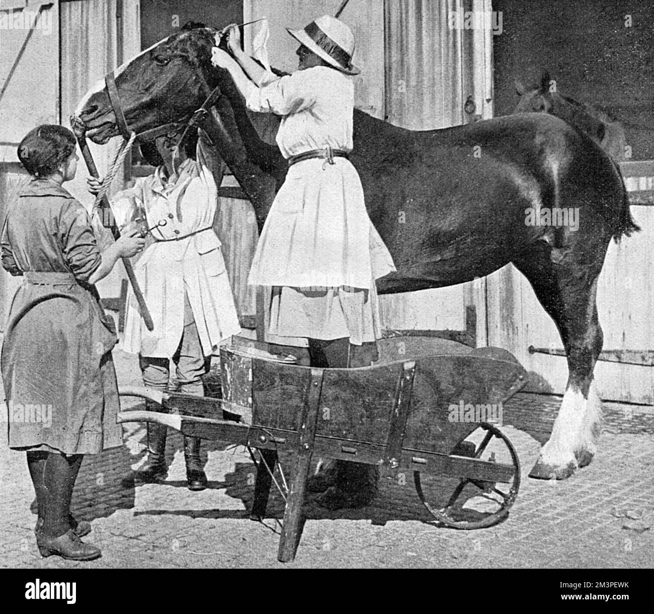 A women vet administering to a patient at an English horse repository during the First World War.   1917 Stock Photo