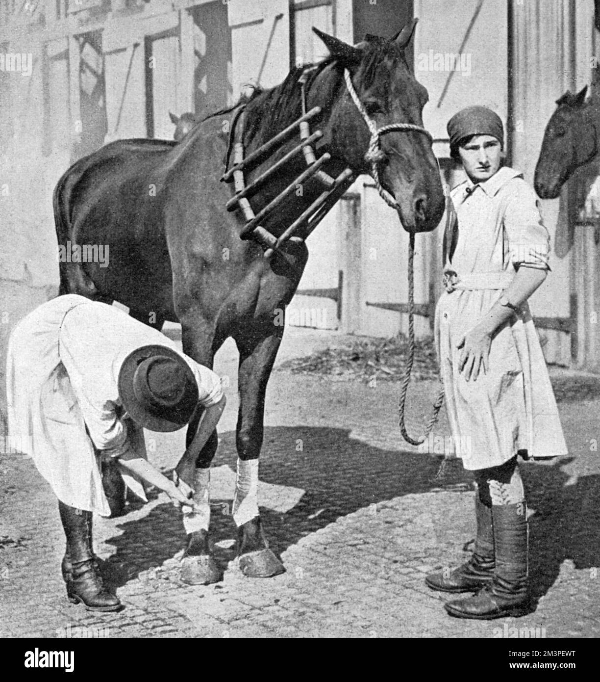 A woman vet administering to a horse at an English horse repository during the First World War.  1917 Stock Photo