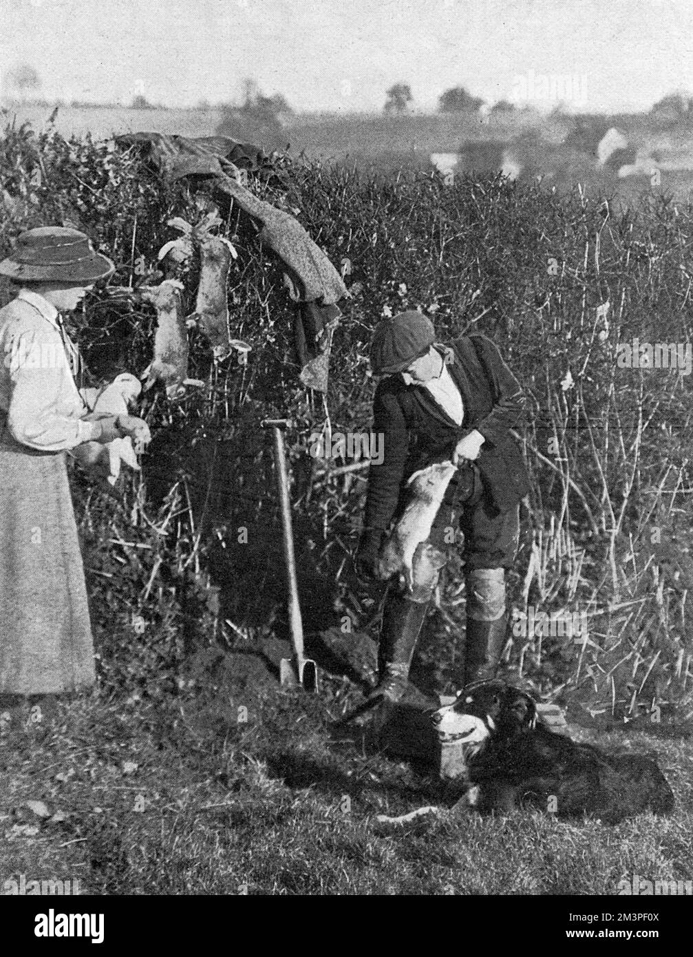 Women helping to catch rabbits on a farm, WWI Stock Photo