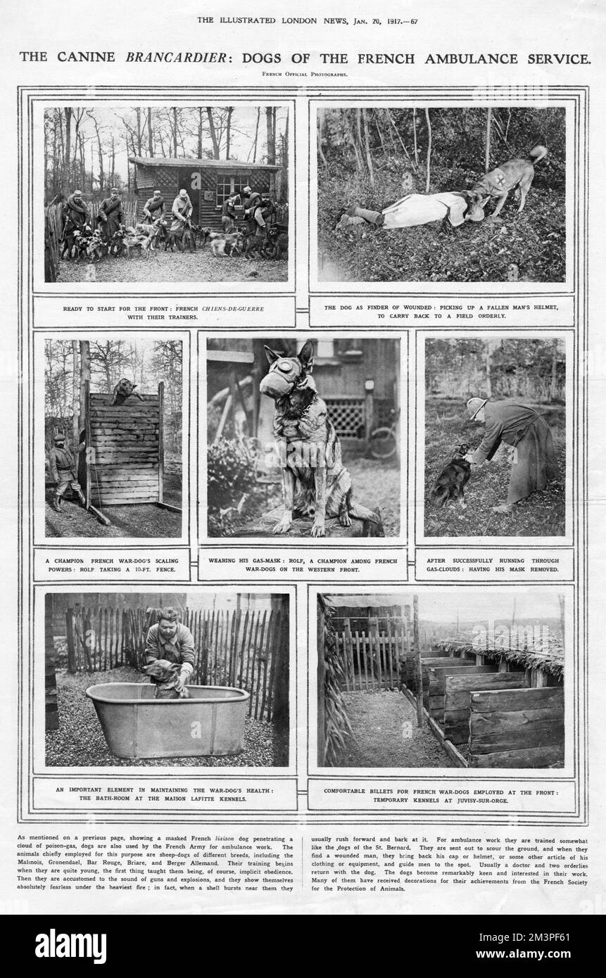 Page from The Illustrated London News showing the work of French war dogs with the ambulance service who were trained to find wounded men on the battlefield and bring back a fallen man's helmet.  Other photographs show the dogs with their trainers, scaling a 10 ft fence and wearing gas masks.  The final two pictures show the care taken over dogs.  In one, the dog is being given a bath at the Maison Lafitte Kennels and in another the comfortable 'billets' are pictured.     Date: 1917 Stock Photo