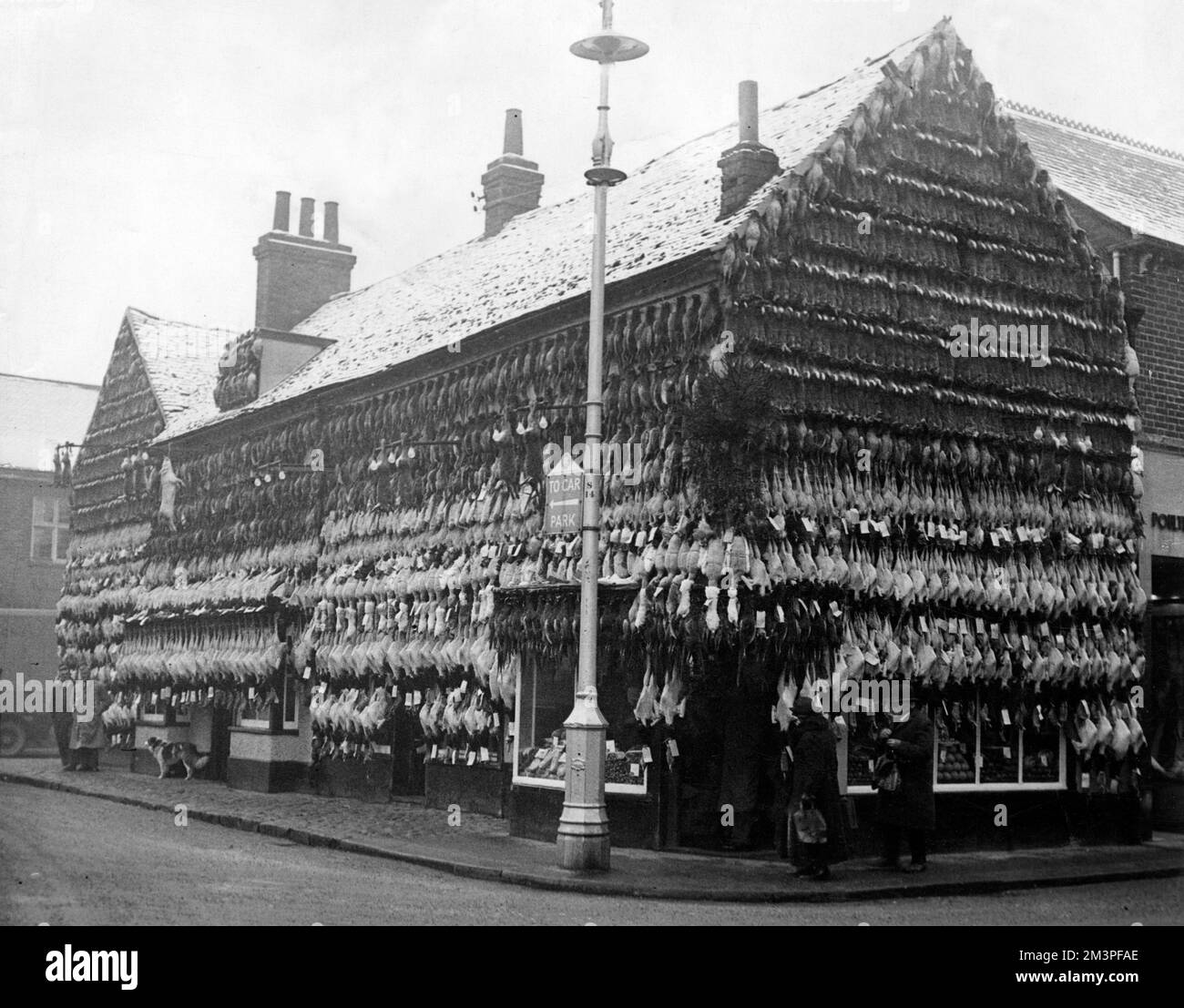 A spectacular display of turkeys hanging outside a butcher's shop in High Wycombe, Buckinghamshire.  They are so numerous (and are joined by rabbits and a lone pig) they literally cover the entire building.     Date: c.1930 Stock Photo