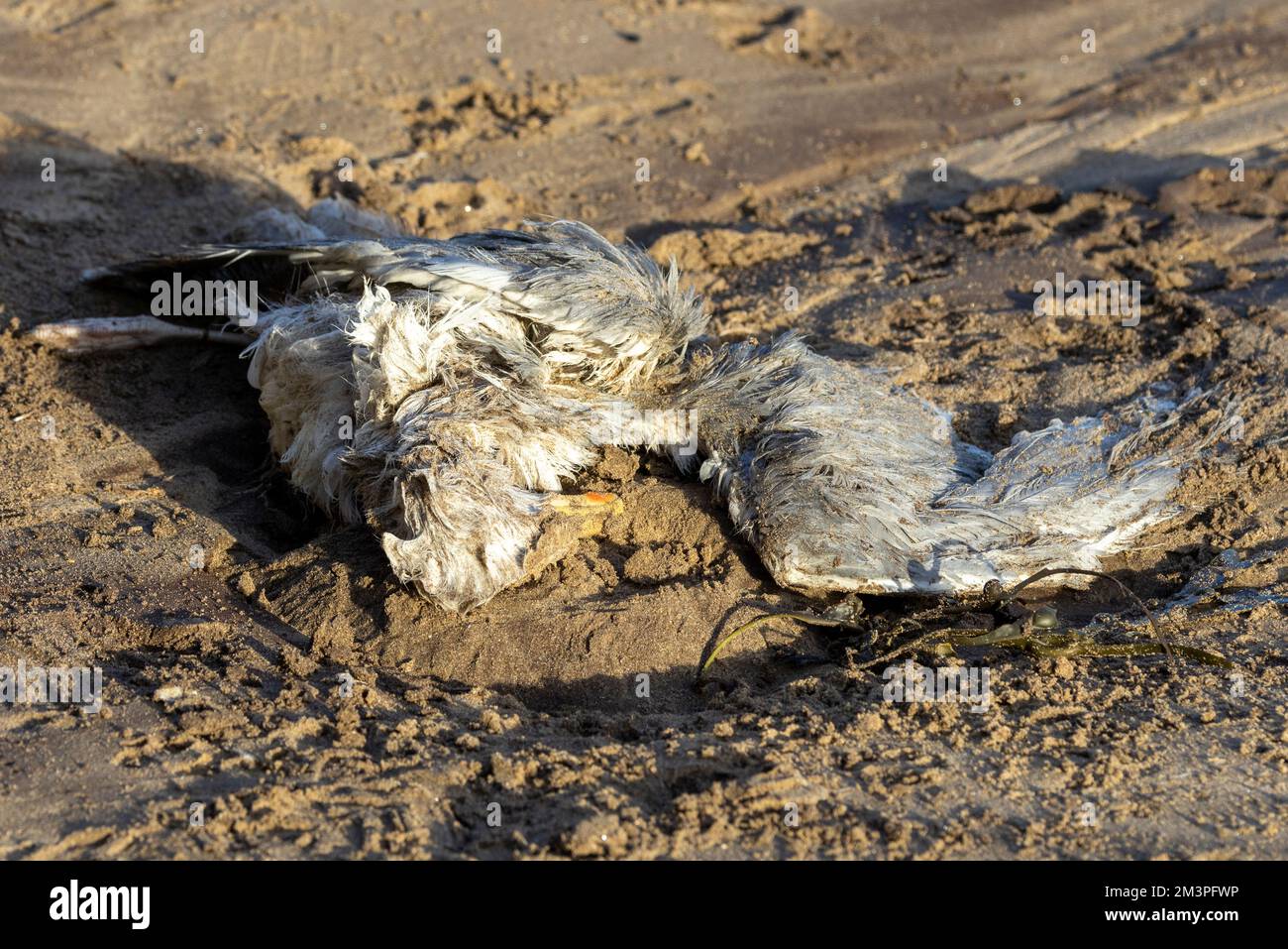 The body of a Herring Gull washed up on the tide is a sign of the Bird Flu Pandemic sweeping the
