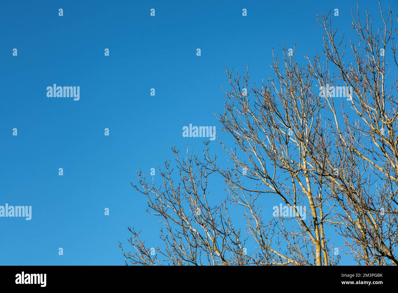 Trees With No Leaves On A Cold Winters Morning With No People Stock Photo