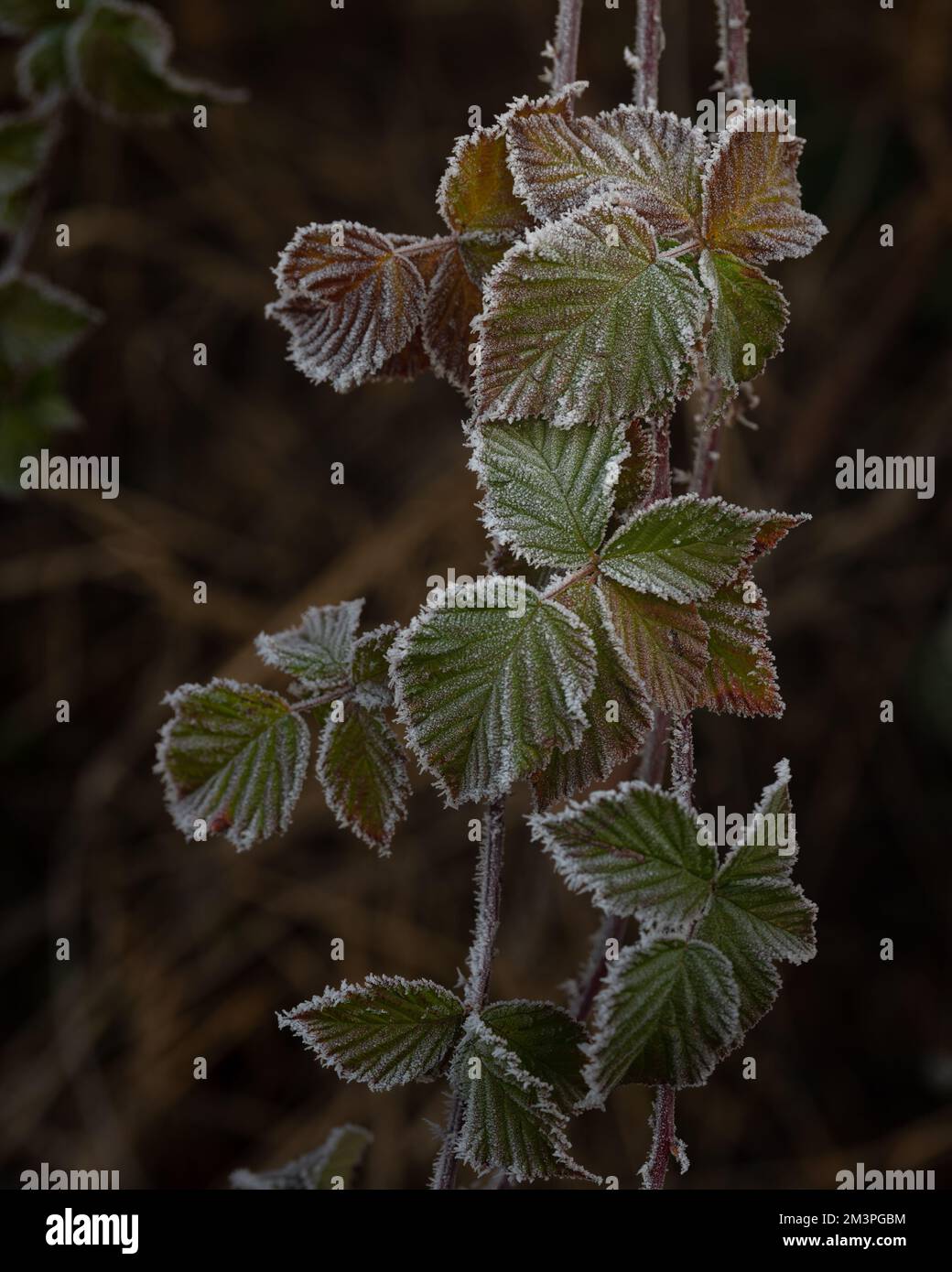 Hoar frost on bramble(blackberry) leaves. Close up. Feathery frost. Stock Photo