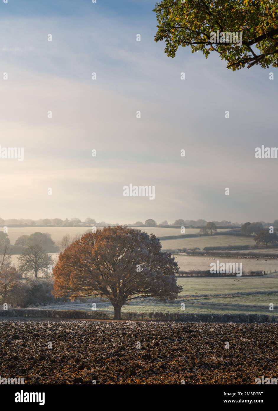Autumn meets winter. Warm and cool tones. West Bergholt landscape, views. Essex countryside in December. Lone tree on a field. Stock Photo