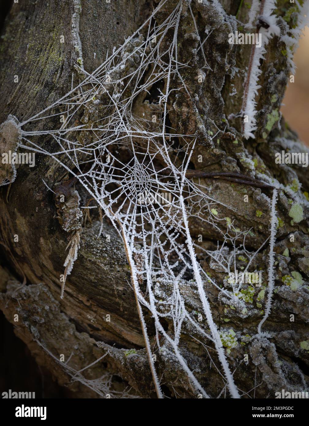 Hoar frost on a spiderweb. Feathery frost on a spiderweb. Stock Photo