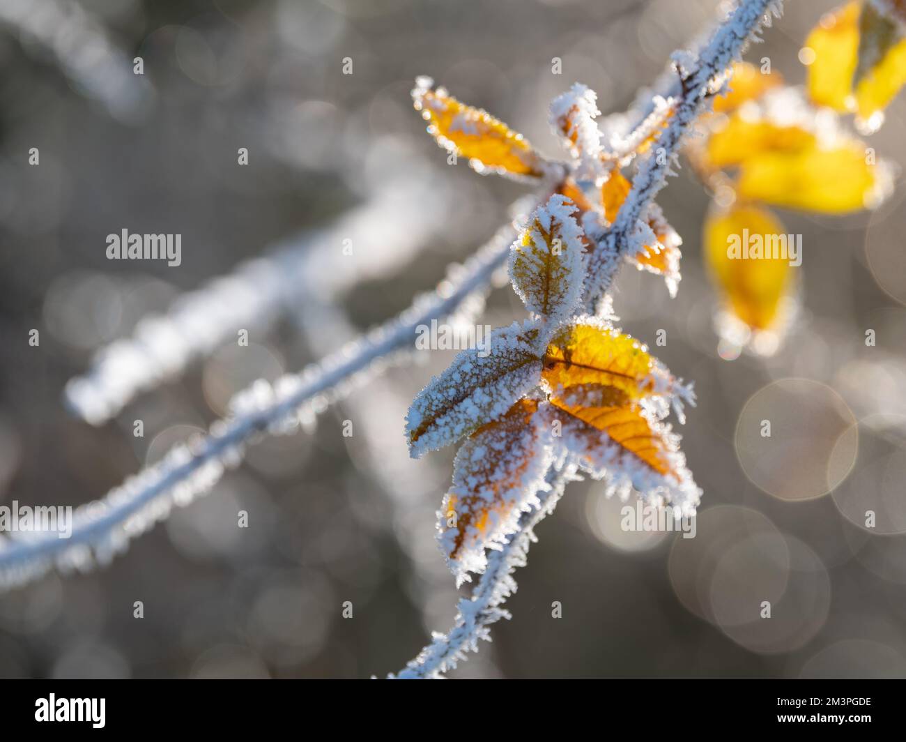 Hoar frost on yellow leaves. Autumn meets winter. Close up. Stock Photo
