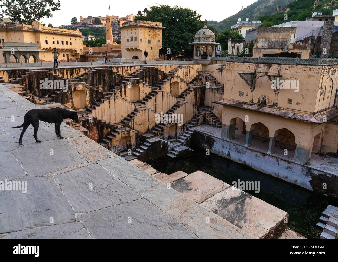 Dog in Panna Meena ka Kund stepwell, Rajasthan, Amer, India Stock Photo