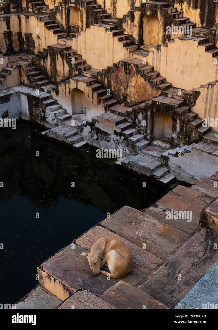Dog sleeping in Panna Meena ka Kund stepwell, Rajasthan, Amer, India Stock Photo
