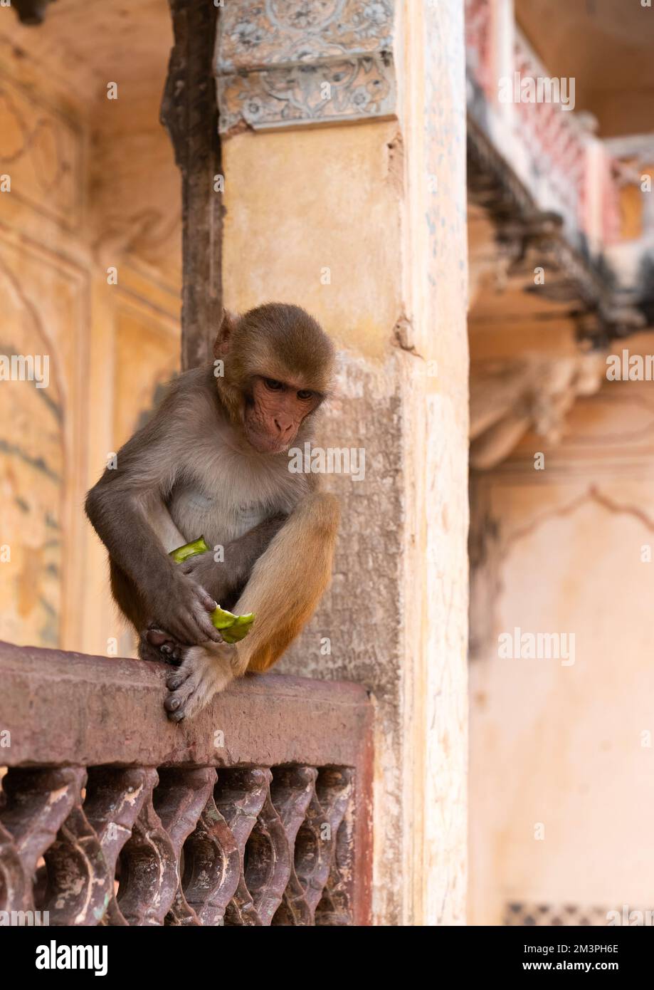 Monkey eating in Galtaji temple aka monkey temple, Rajasthan, Jaipur, India Stock Photo