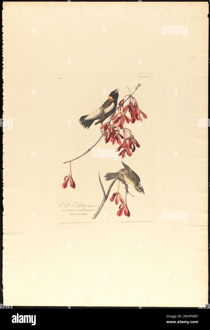 Rice bunting : Male, 1. F, 2. Icterus agripennis. Plant acer rubrum. c.2 v.1 plate 54 , Birds, Maples, Bobolink, Red maple. The Birds of America- From Original Drawings by John James Audubon Stock Photo