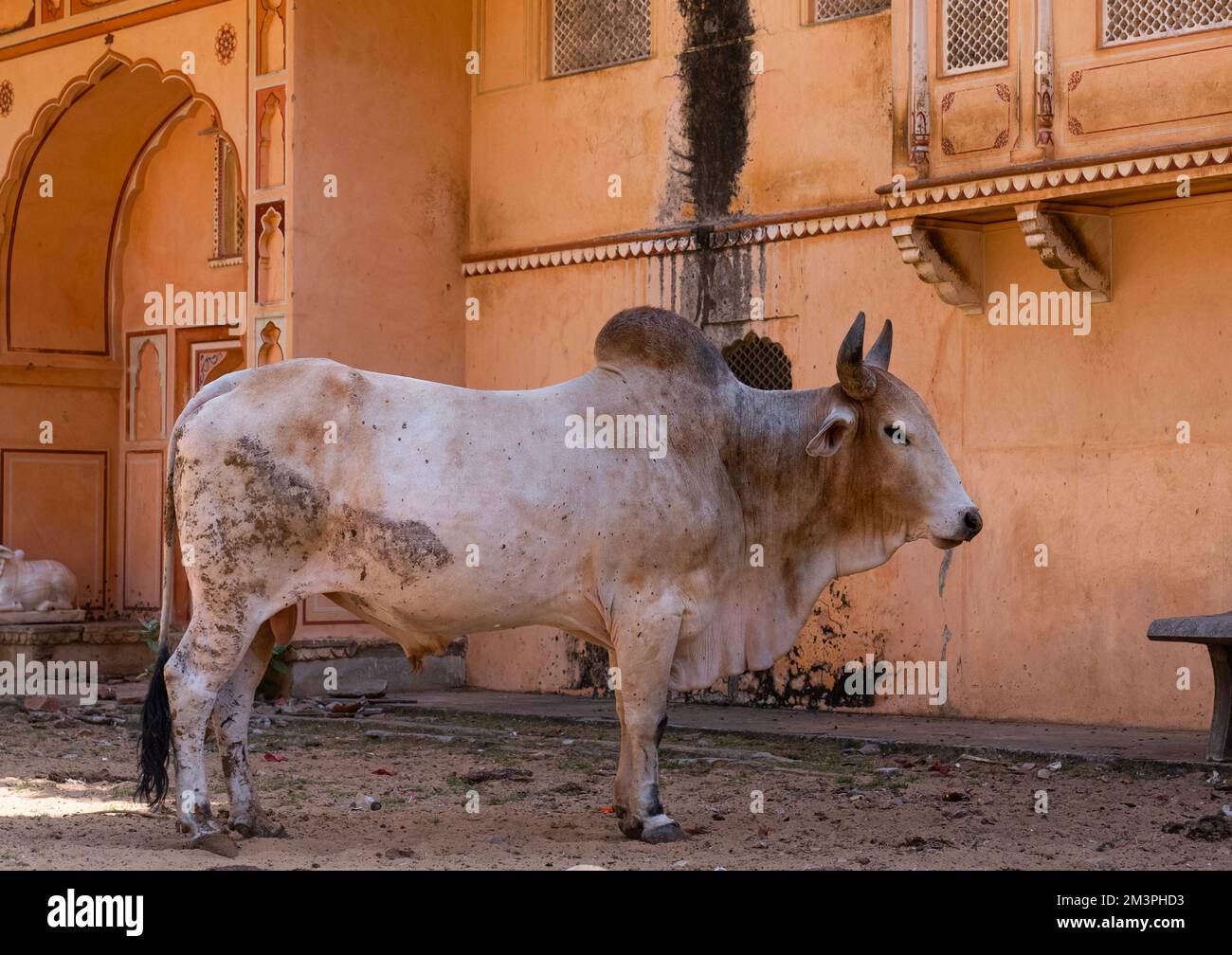 Cow with lumpy skin disease in Galtaji temple, Rajasthan, Jaipur, India Stock Photo