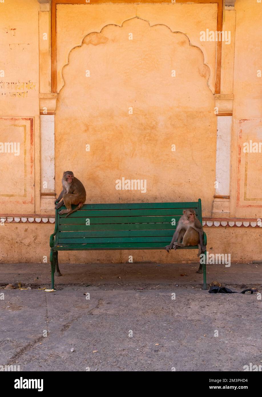 Monkeys on a bench in Galtaji temple aka monkey temple, Rajasthan, Jaipur, India Stock Photo