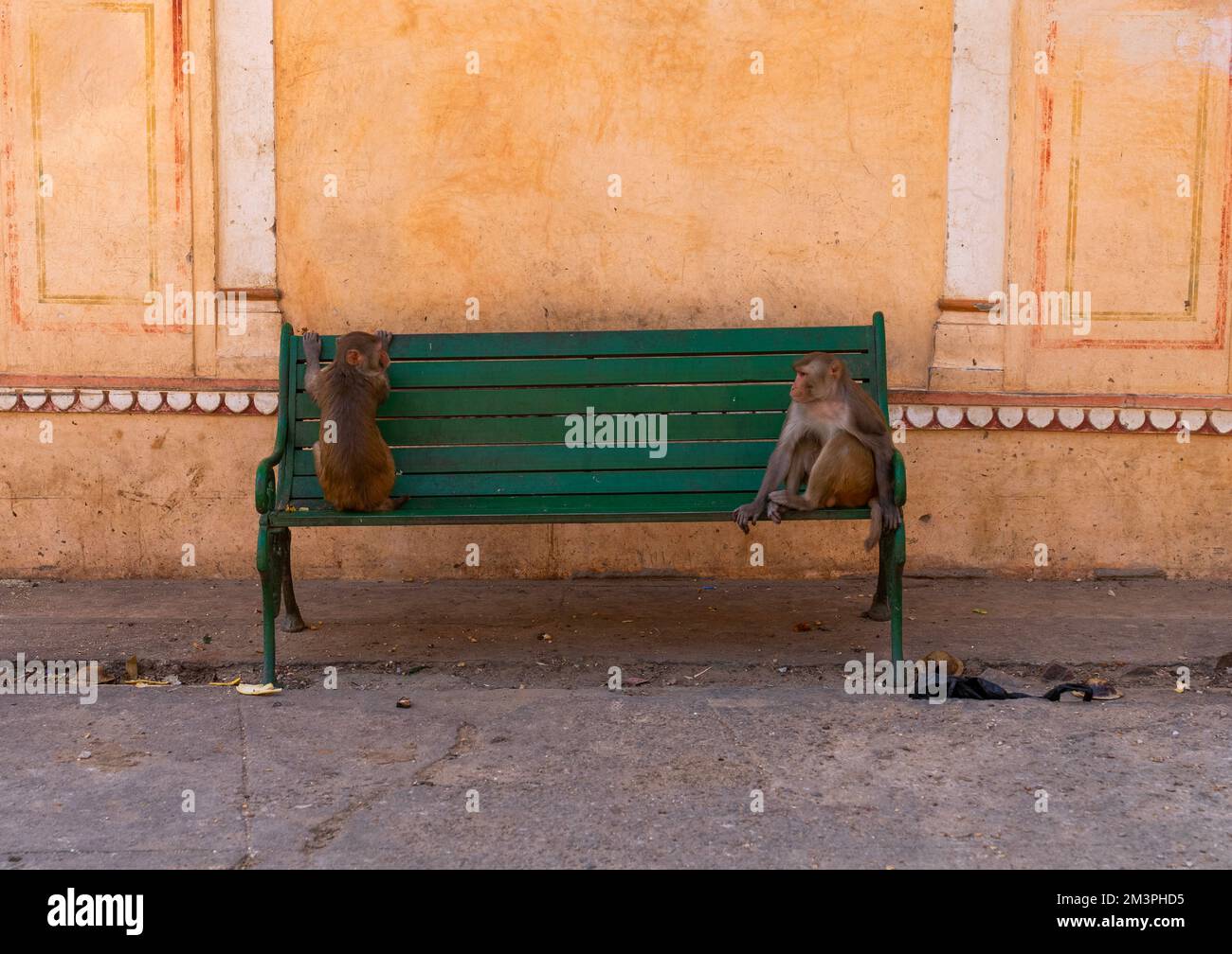 Monkeys on a bench in Galtaji temple aka monkey temple, Rajasthan, Jaipur, India Stock Photo