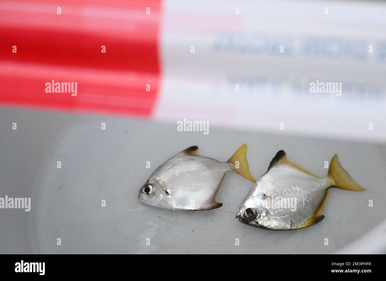 Broken fish tank hires stock photography and images Alamy