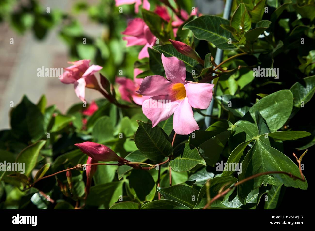 Dipladenia in bloom with leaves seen up close Stock Photo Alamy