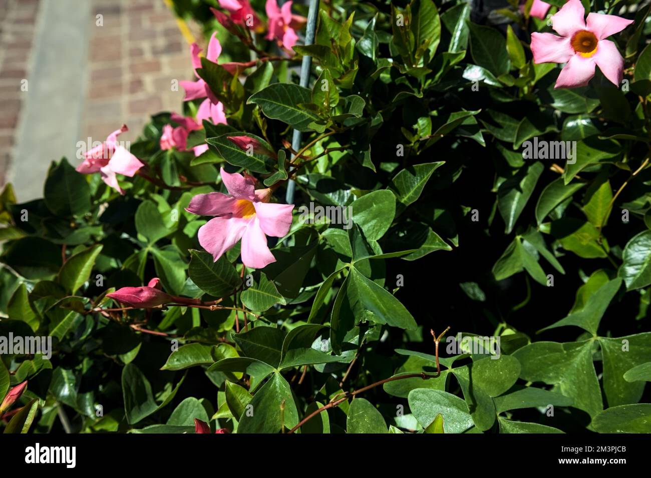 Dipladenia in bloom with leaves seen up close Stock Photo Alamy