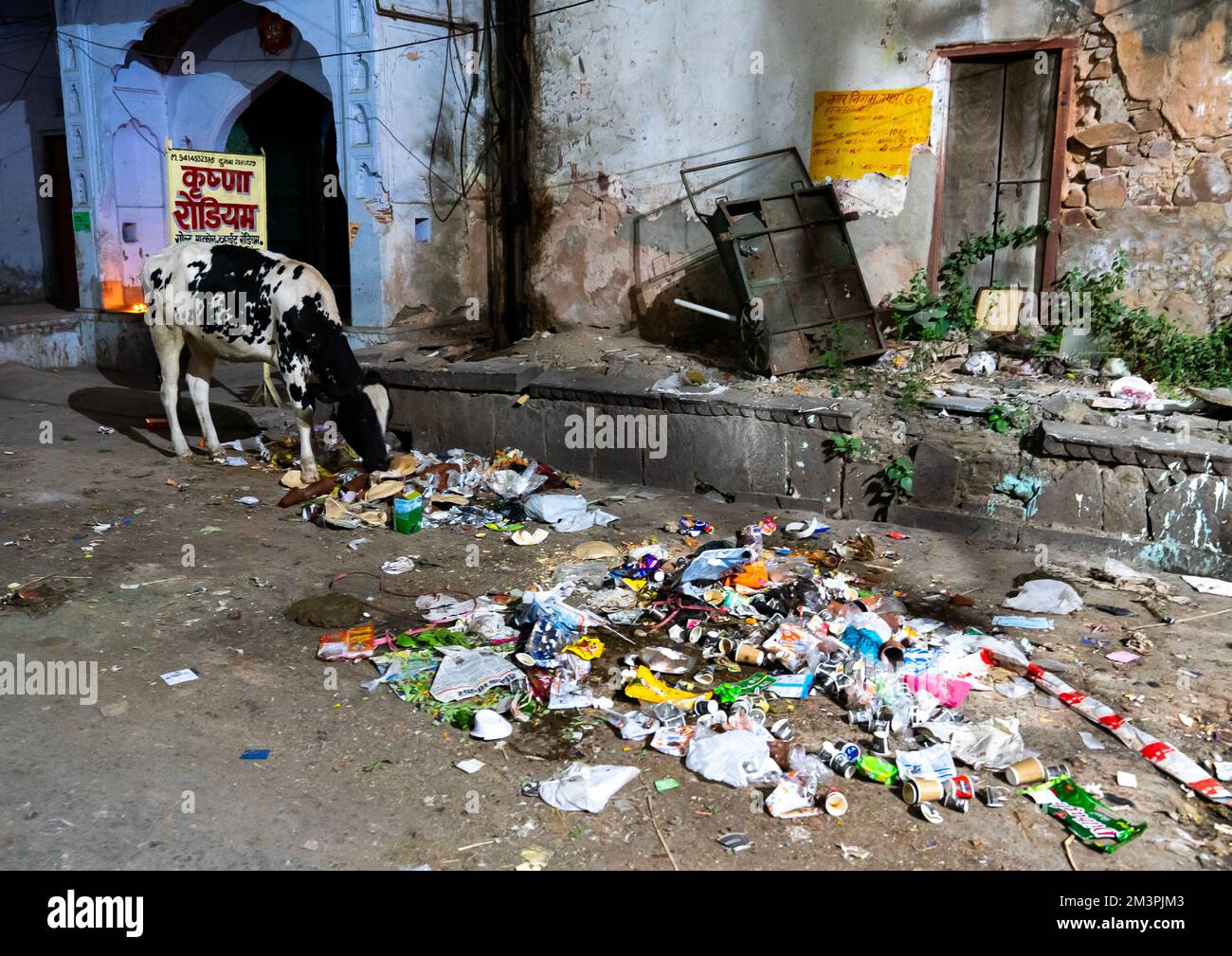 Cow eating garbages in the street, Rajasthan, Jaipur, India Stock Photo