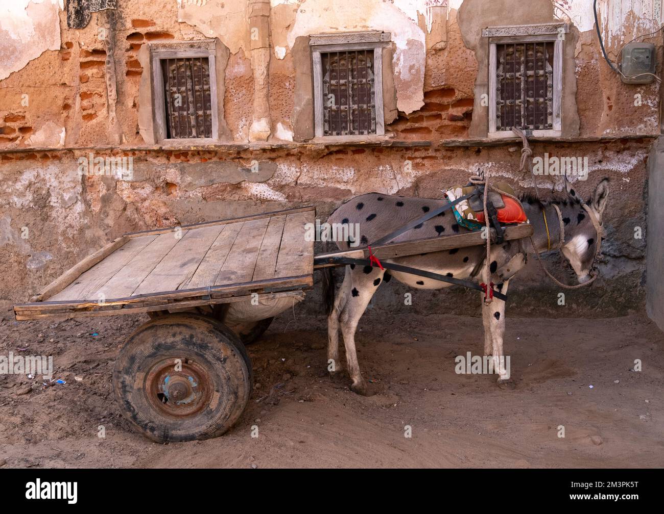 Decorated donkey with a cart, Rajasthan, Fatehpur, India Stock Photo