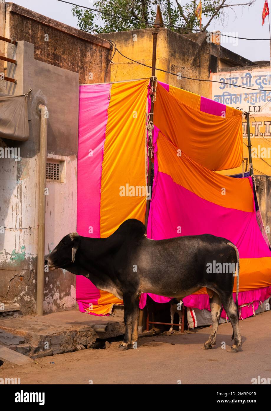 Bull in front of drying sarees, Rajasthan, Bissau, India Stock Photo