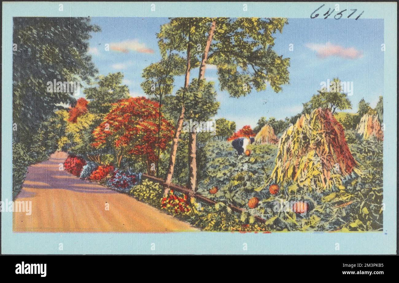 Road by pumpkin patch , Pumpkins, Roads, Tichnor Brothers Collection, postcards of the United States Stock Photo