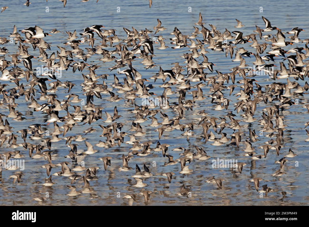 Red Knot in flight at Heysham Harbour Lancashire UK Stock Photo - Alamy