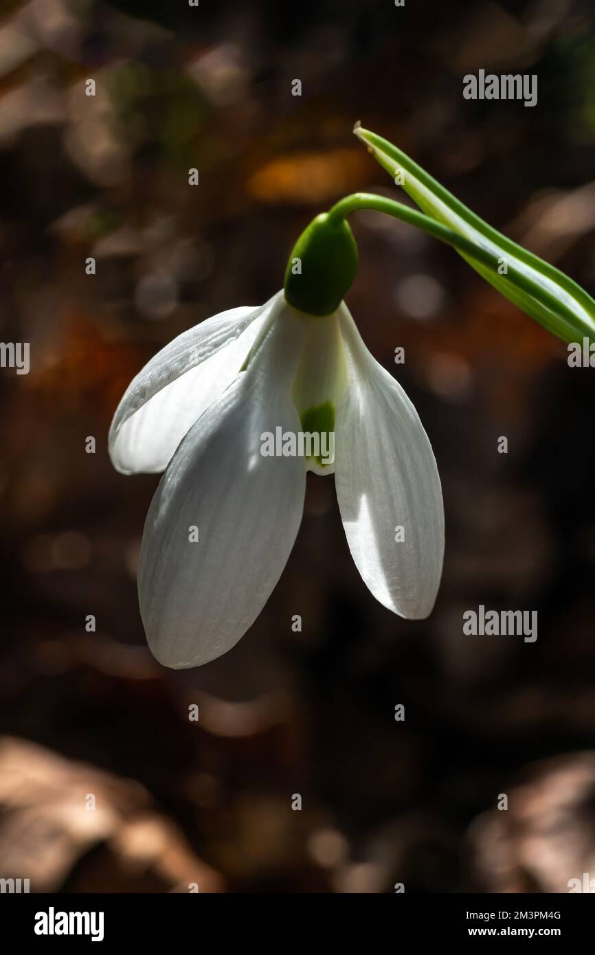 Snowdrop galanthus elwesii var monostictus (Greater Snowdrop) an early winter spring flowering  bulbous plant with a white springtime flower which ope Stock Photo