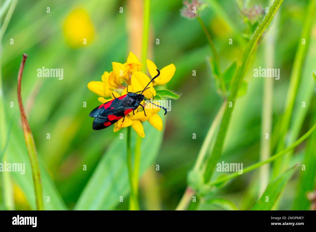 Fivespot moth (Zygaena trifolii) of the Zygaenidae family which is a daytime flying