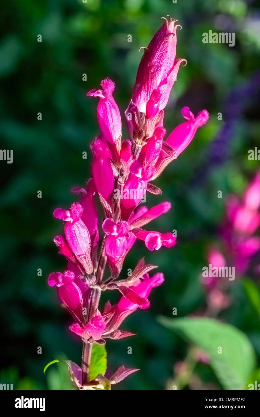 Salvia involucrata 'Boutin' a purple red summer autumn flower plant commonly known as rosy-leaf sage, stock photo image Stock Photo