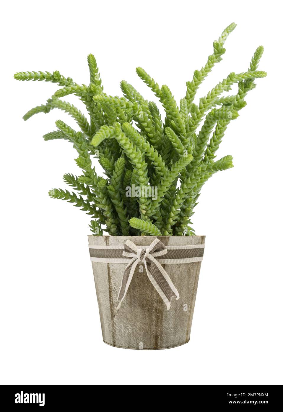 Crassula muscosa lycopodioides plant in vase isolated on white Stock Photo