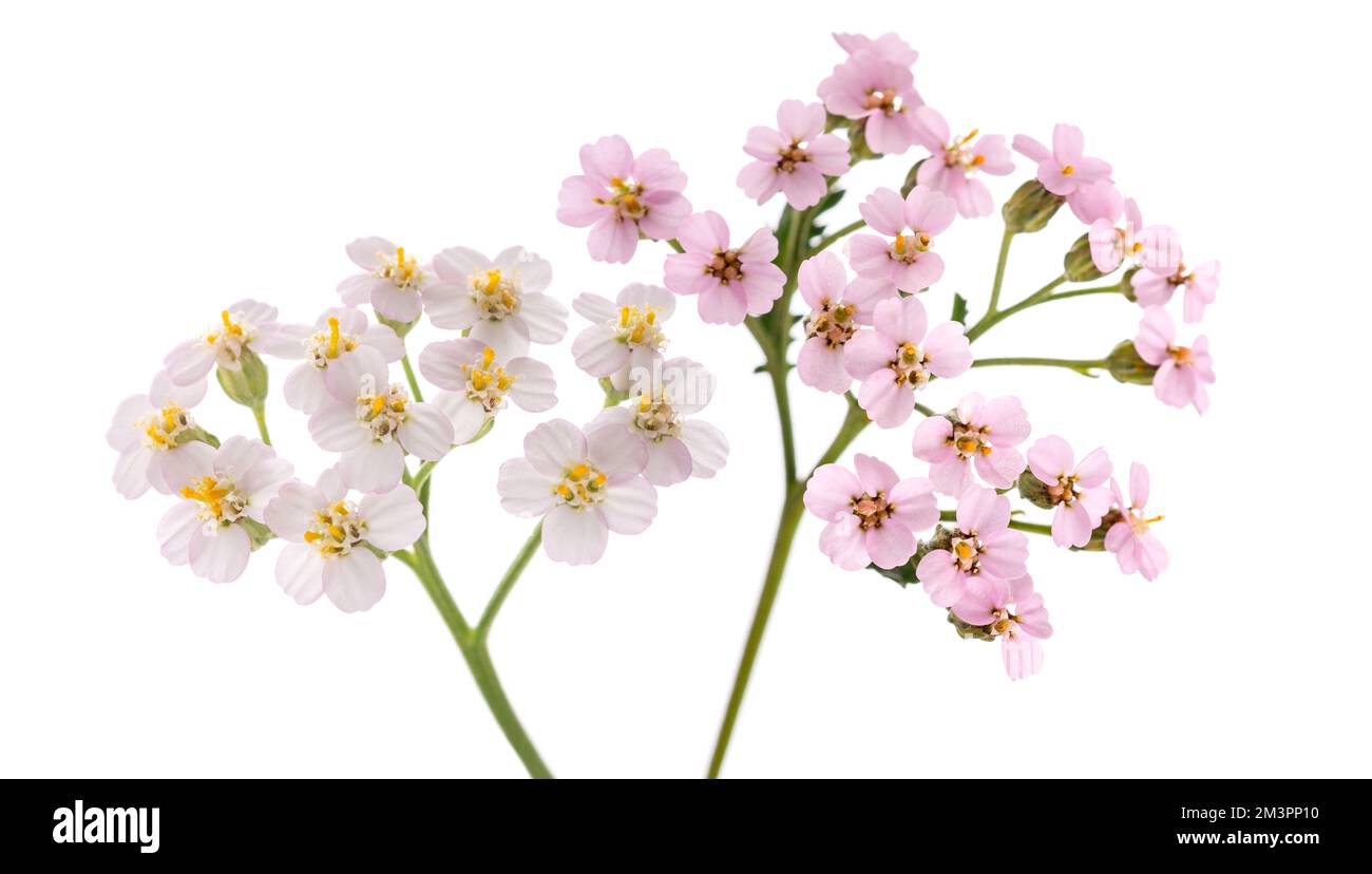 Pink and white yarrow isolated on white background Stock Photo