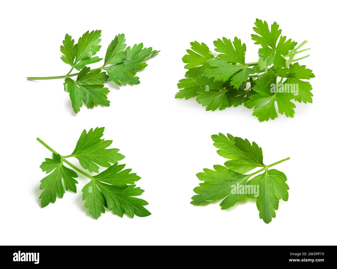 Parsley sprigs group  isolated  on white background Stock Photo