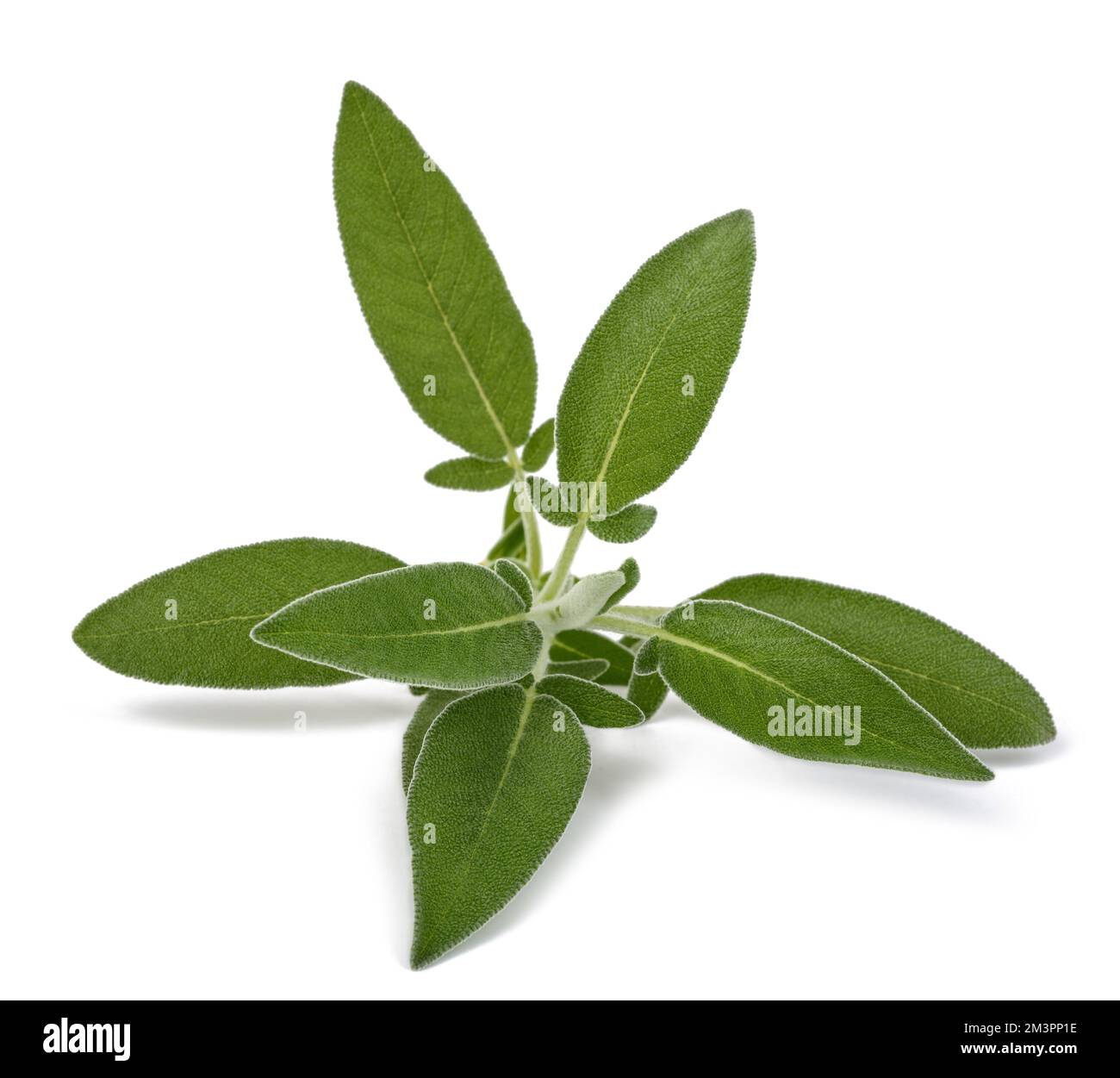 Fresh sage plant isolated on white background Stock Photo Alamy